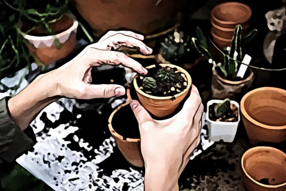 Person Holding Green Cactus On Pot