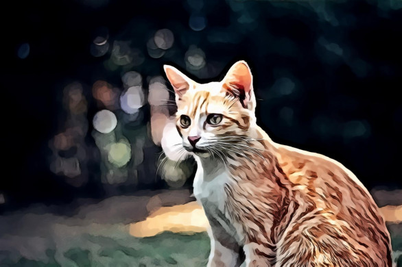 Photography of Orange Tabby Cat