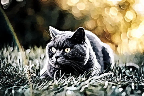 Short-coated Grey Cat Lying On Green Grass Field