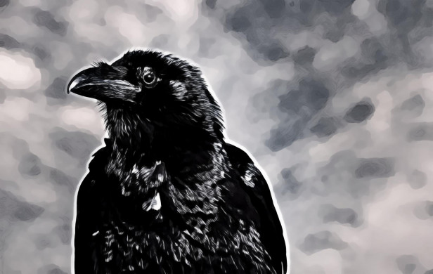 Black Crow