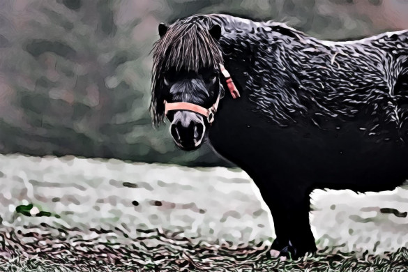 Black Pony on Grass