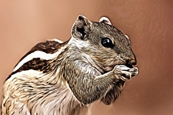 Brown and Gray Squirrel