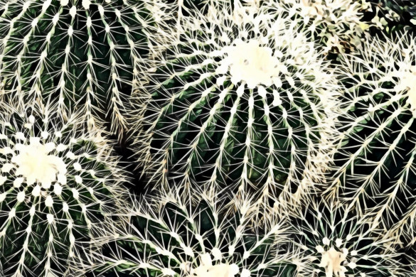 Closeup Photo of Cactus Plants