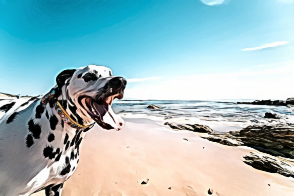 Dalmatian Dog on Seashore