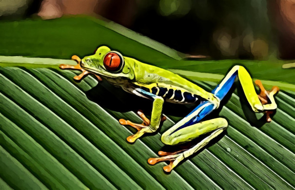 Green Blue Yellow and Orange Frog on Green Leaf