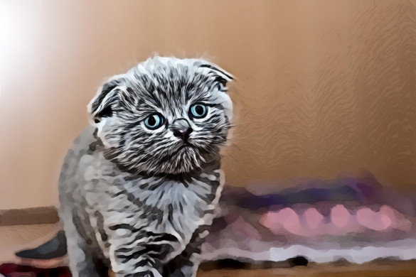 Grey Fur Kitten