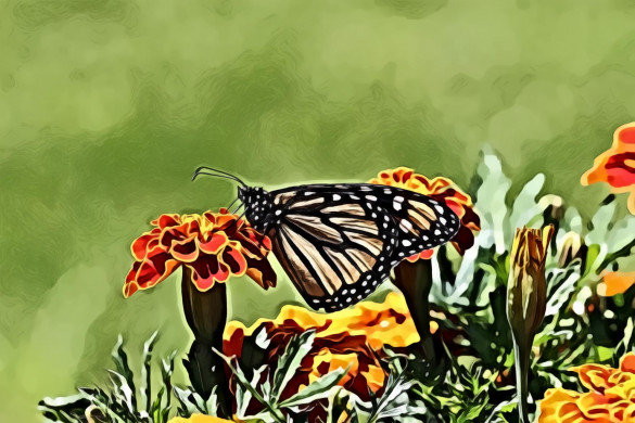 Monarch Butterfly Perched On Marigold Flower