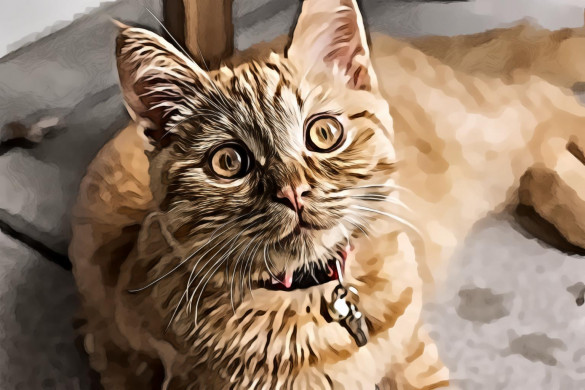 Orange Tabby Cat Lying Near Furniture