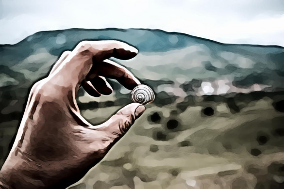 Person Holding Snail Shell