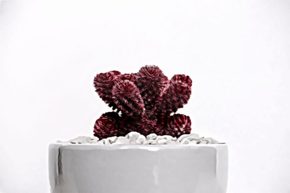 Red Plant on White Pot