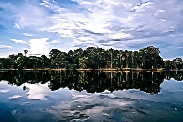 Scenic Panorama of Trees