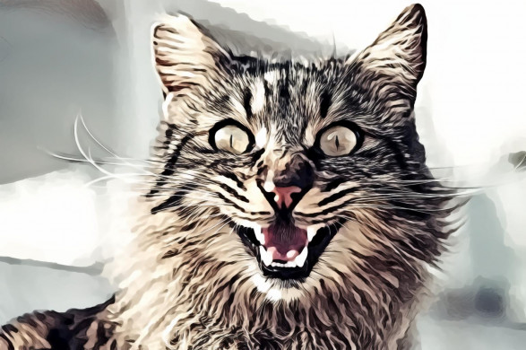 Selective Focus of Brown Tabby Cat Opening Mouth