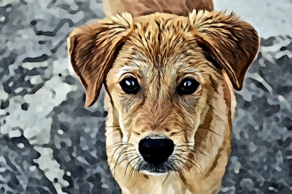 Short-coated Tan Dog
