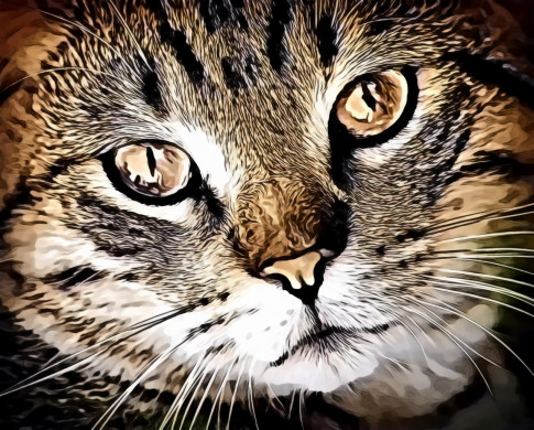 Wildlife Silver Tabby Cat
