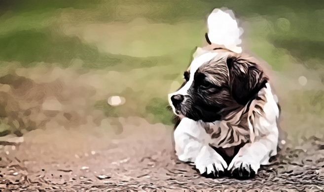 Brown and White St. Bernard Puppy