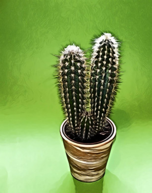 Cactus Plant on Brown Pot