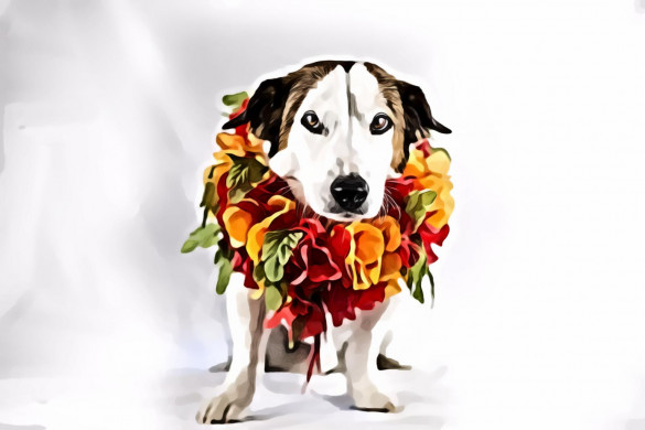 Medium Size Dog With Flowers On The Neck