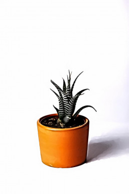 Photo of a Succulent Plant in a Brown Pot