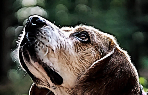 Photography of Brow Dog Looking Up