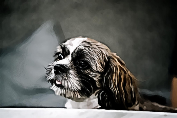 White and Brown Shih Tzu