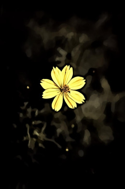 Yellow Cosmos Flower
