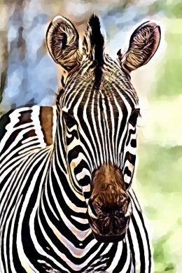Zebra Close-Up