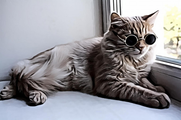 Cat Wearing Sunglasses