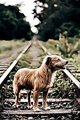 Portuguese Podengo on Railroad