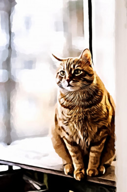 Selective Focus of Orange Tabby Cat
