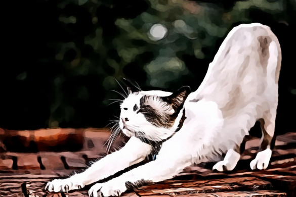 Stretching White Cat
