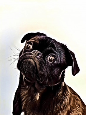 Black Pug