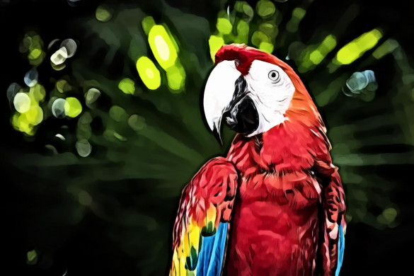 Scarlet Macaw