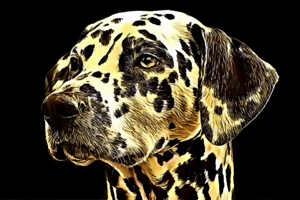 Adult Dalmatian Grayscale Photography