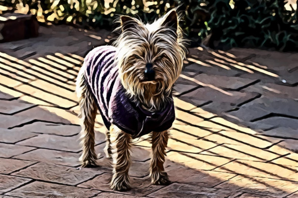 Australian Terrier Wearing Purple Vest