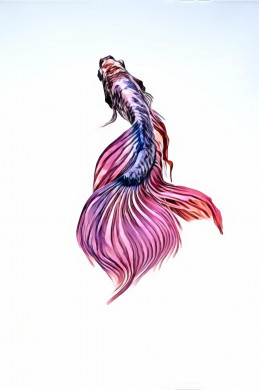 Close-up of a Siamese Fighting Fish