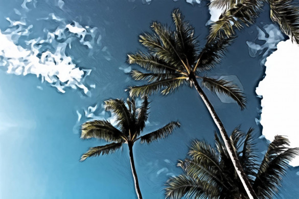 Low-angle of Palm Trees