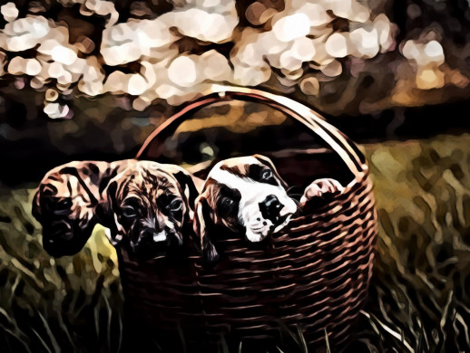 Three Brindle Puppies Inside Brown Woven Basket