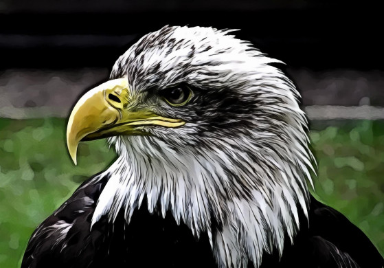 White and Black Eagle
