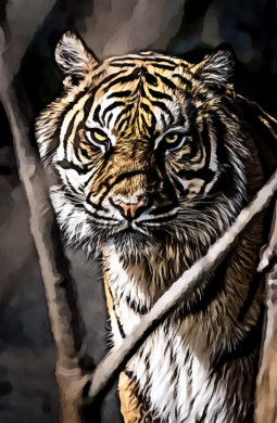 Adult tiger