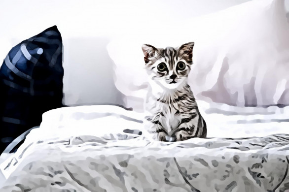Gray and white kitten on white bed