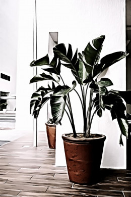 Green indoor plants