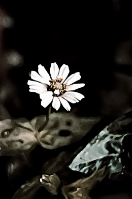 White petaled flower in selective focus photography