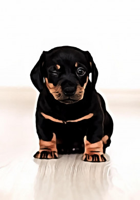 Winking black and brown puppy