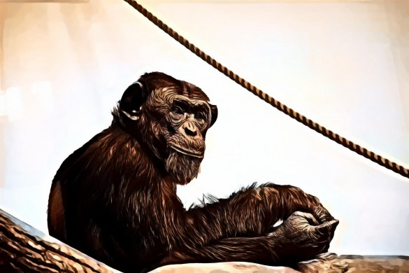 Chimpanzee under the rope