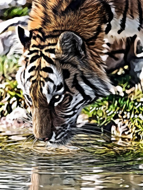 Tiger drinking water