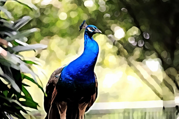 Blue and brown peacock