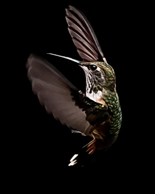 Green and brown hummingbird