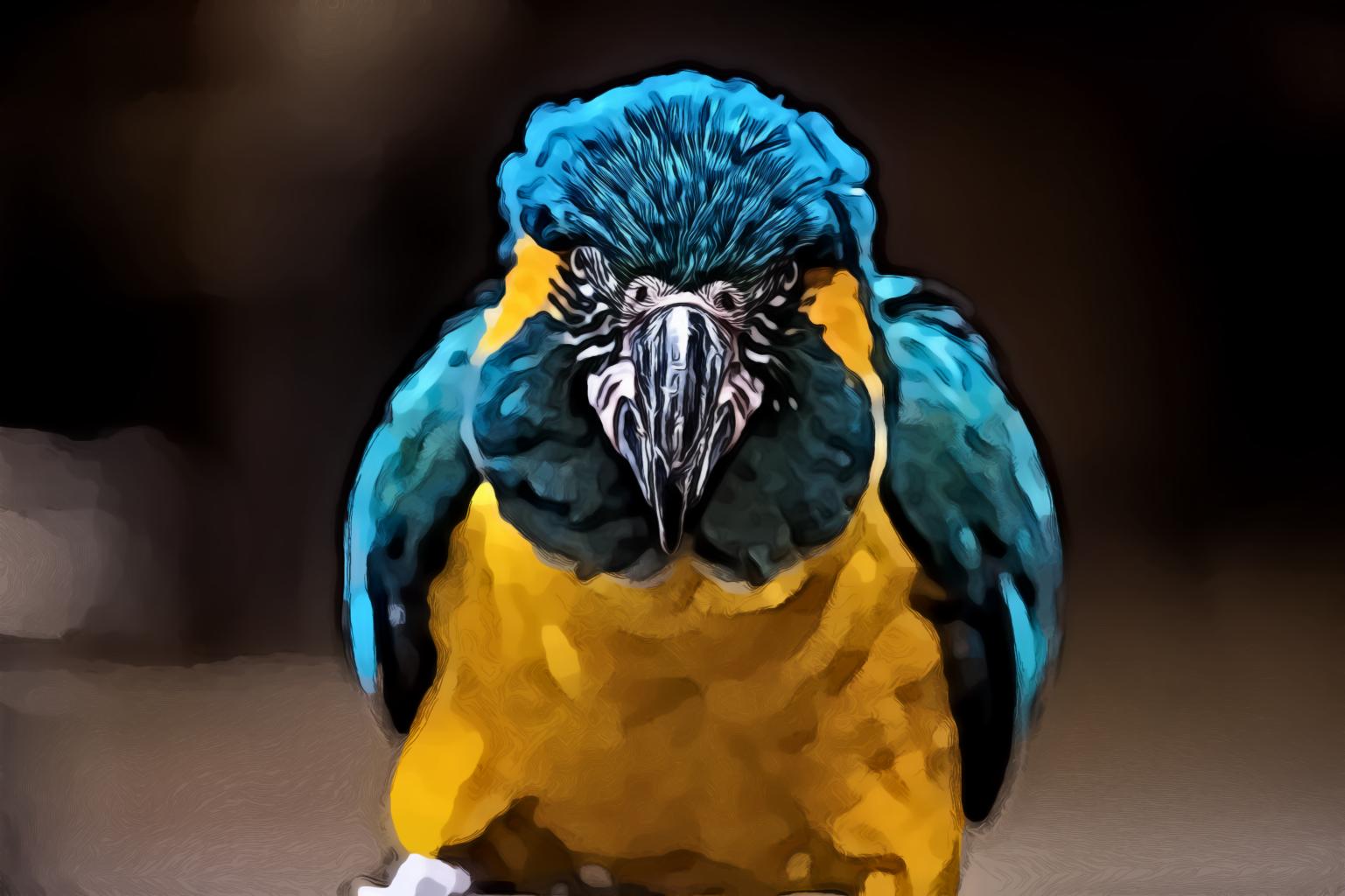 Orange and Blue Macaw Bird