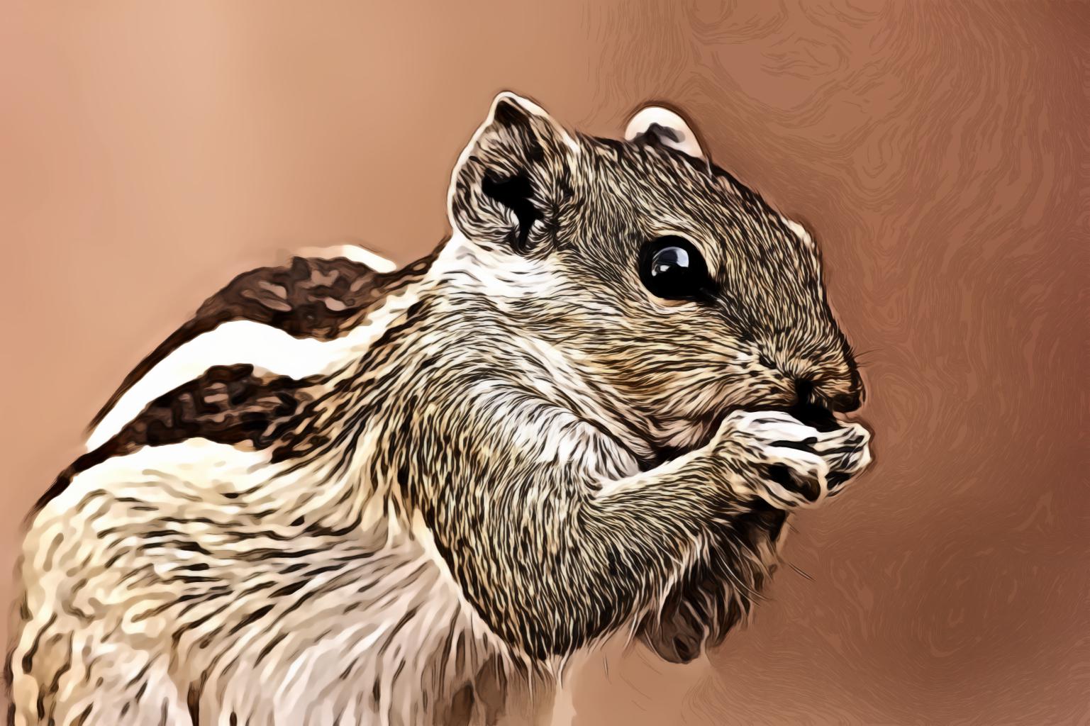 Brown and Gray Squirrel