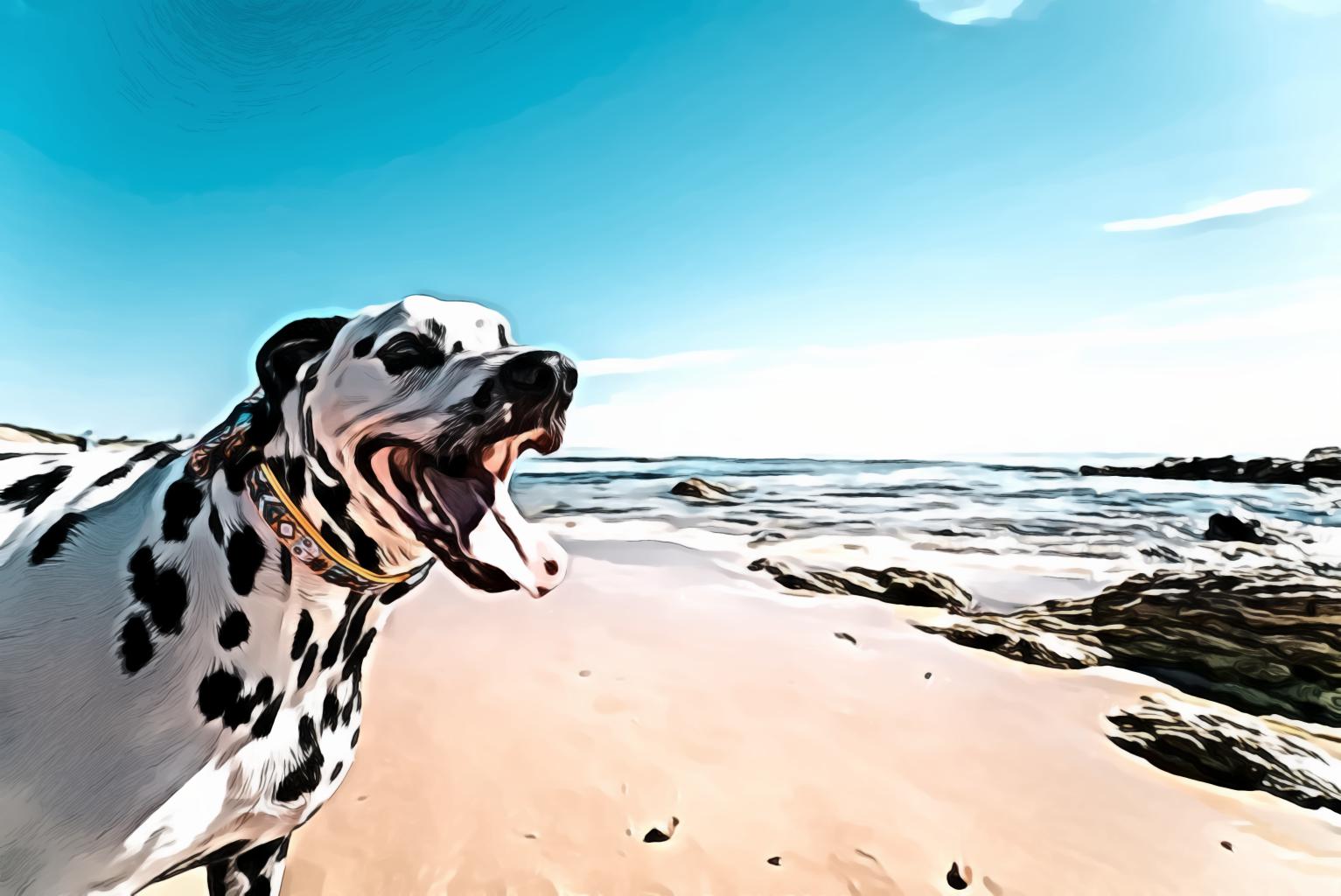 Dalmatian Dog on Seashore